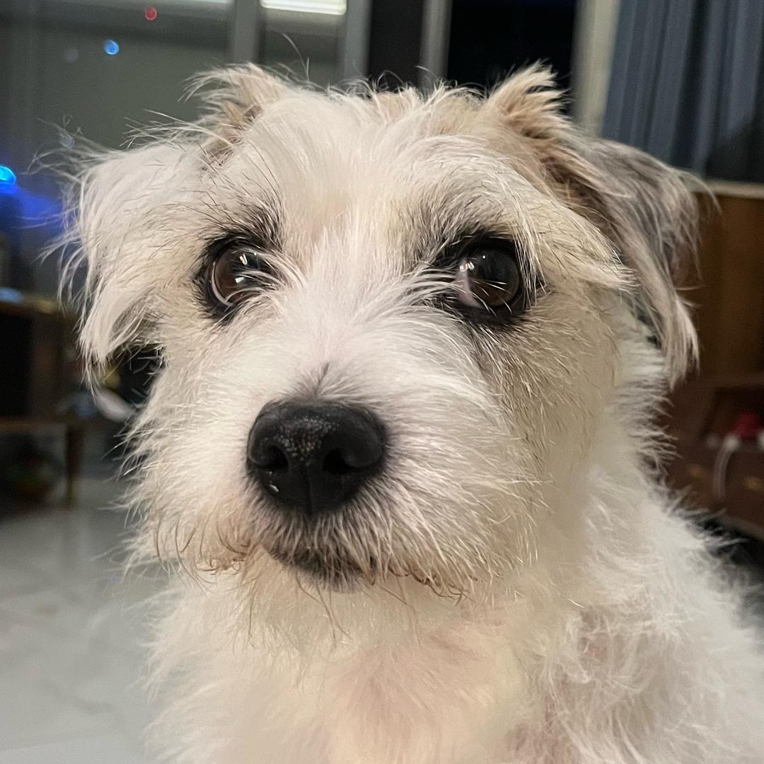 宝拉是个二极管