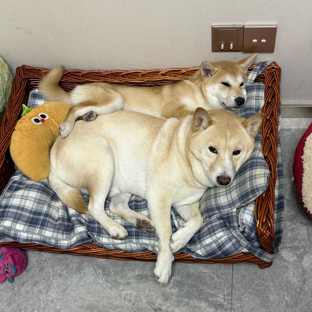 柴十七的芝士🧀