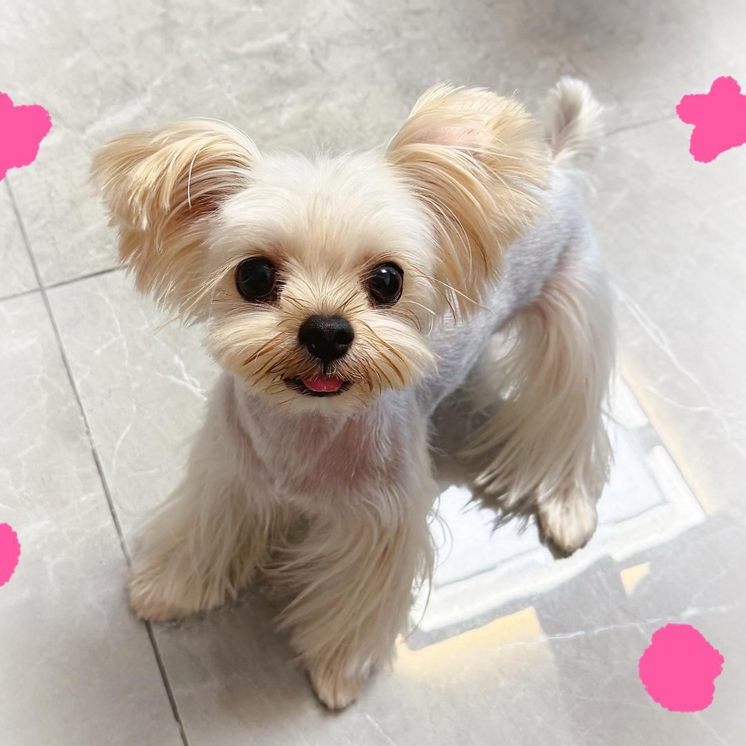 一只小元宝🐶