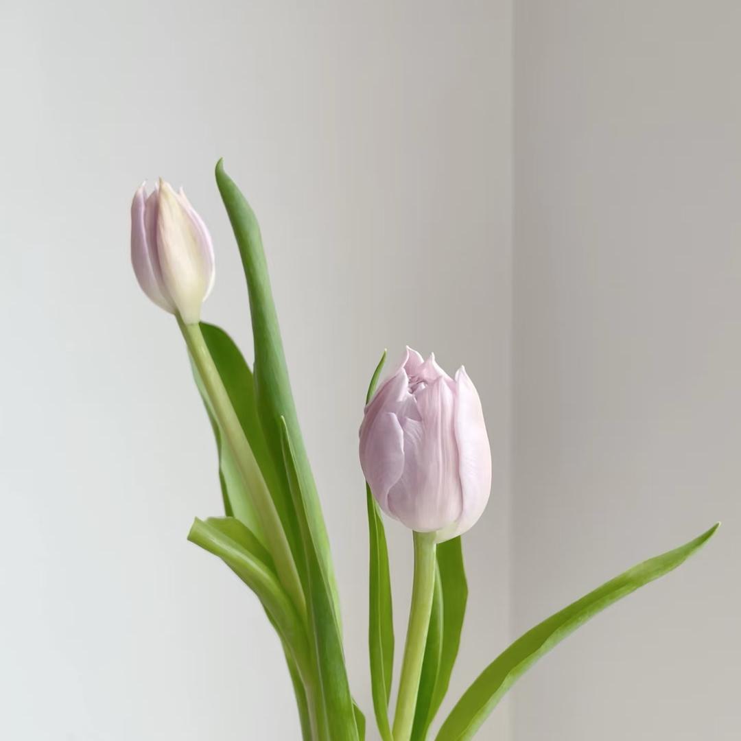 掌上名花Flora（虞城）