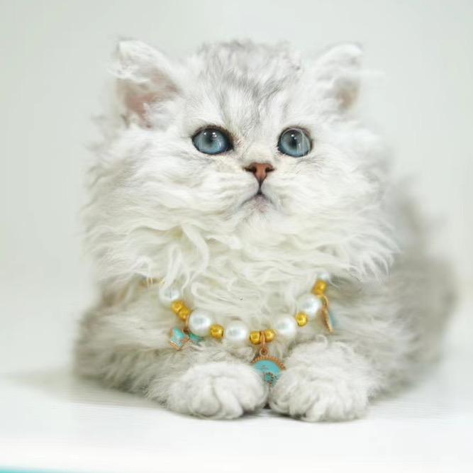 CC Cattery