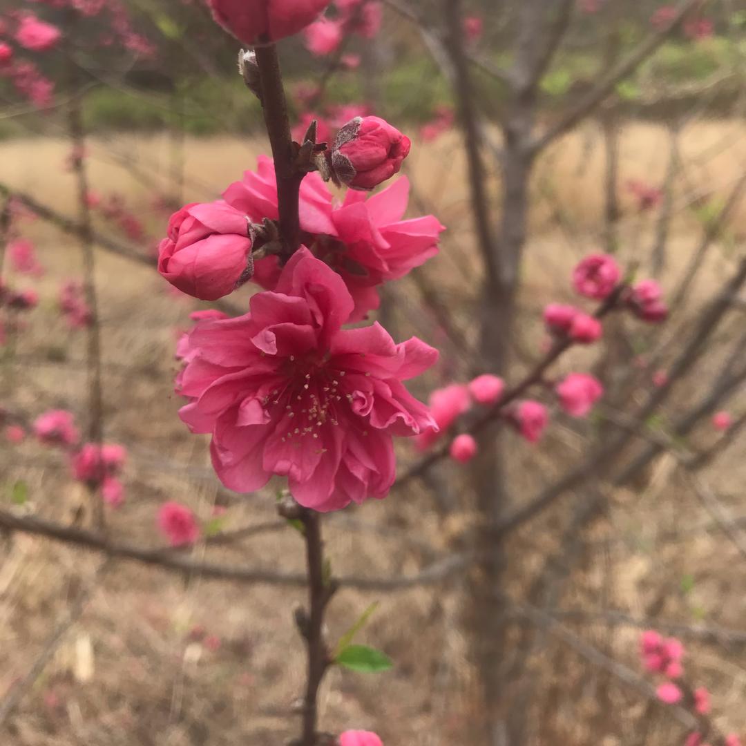 四少（虞家幺儿）