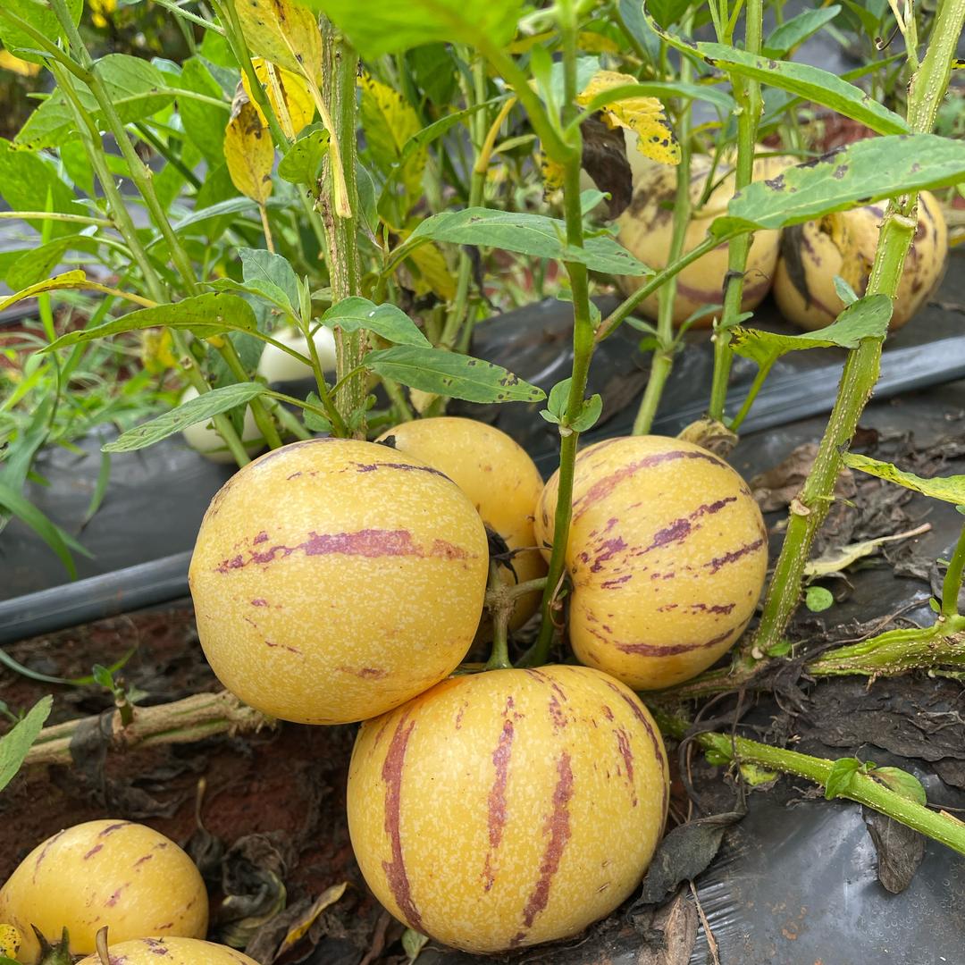 蜜果时光