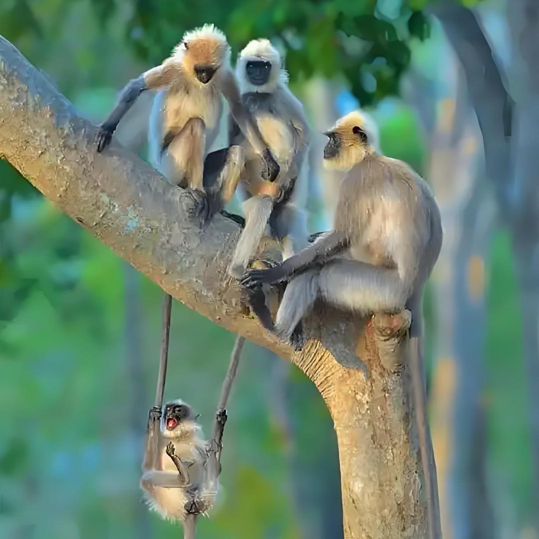 阿酷（动物世界）