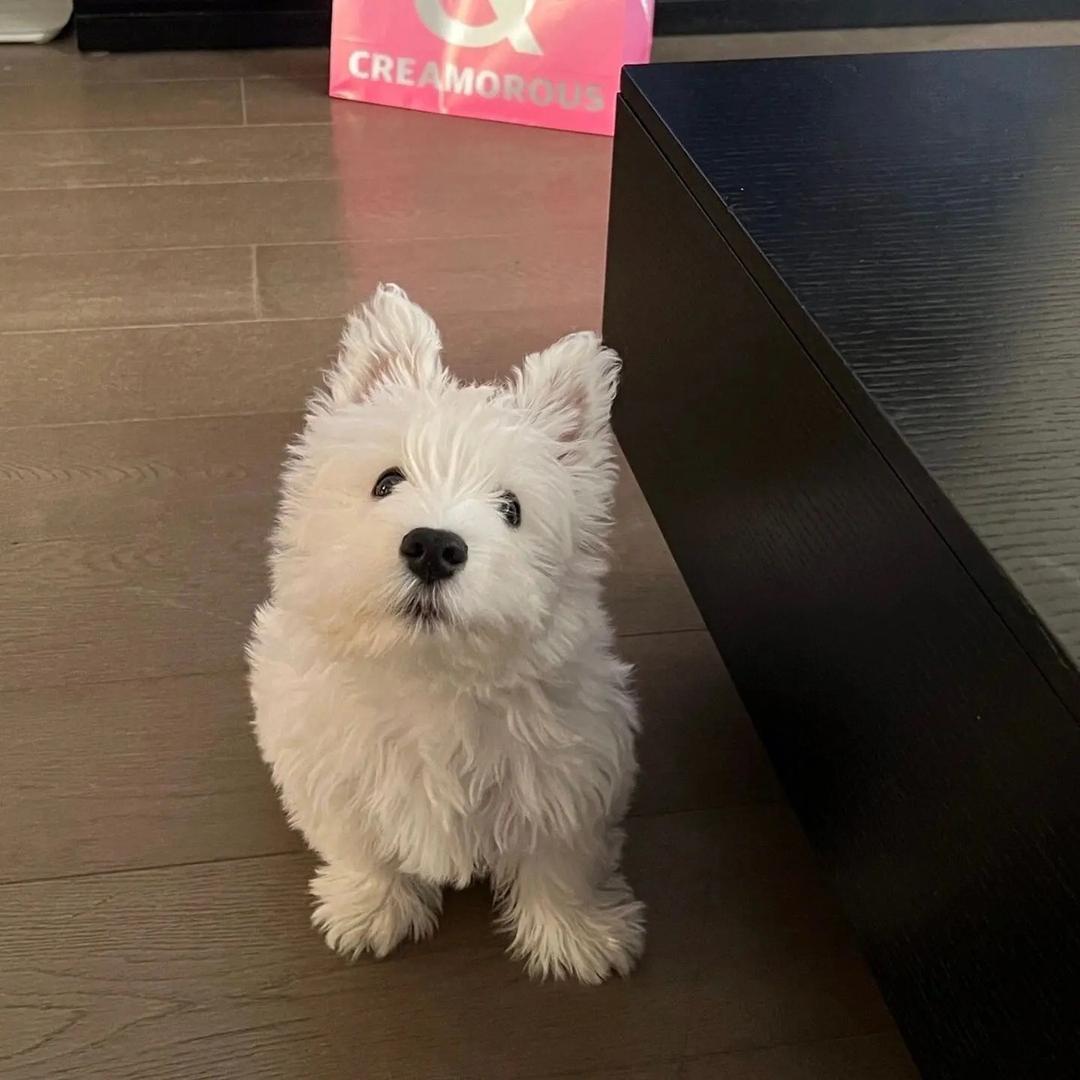Kimi