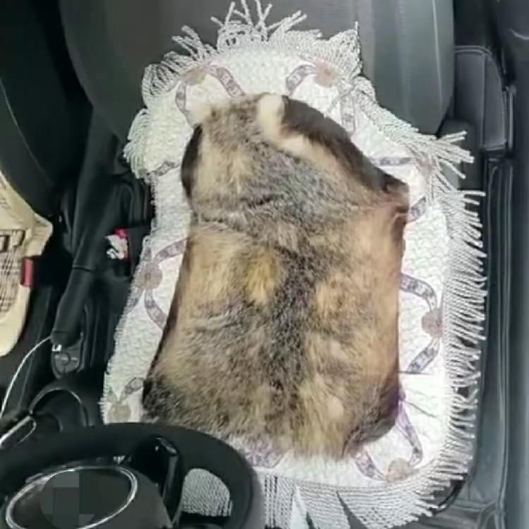 獾皮坐垫·沂蒙山特产