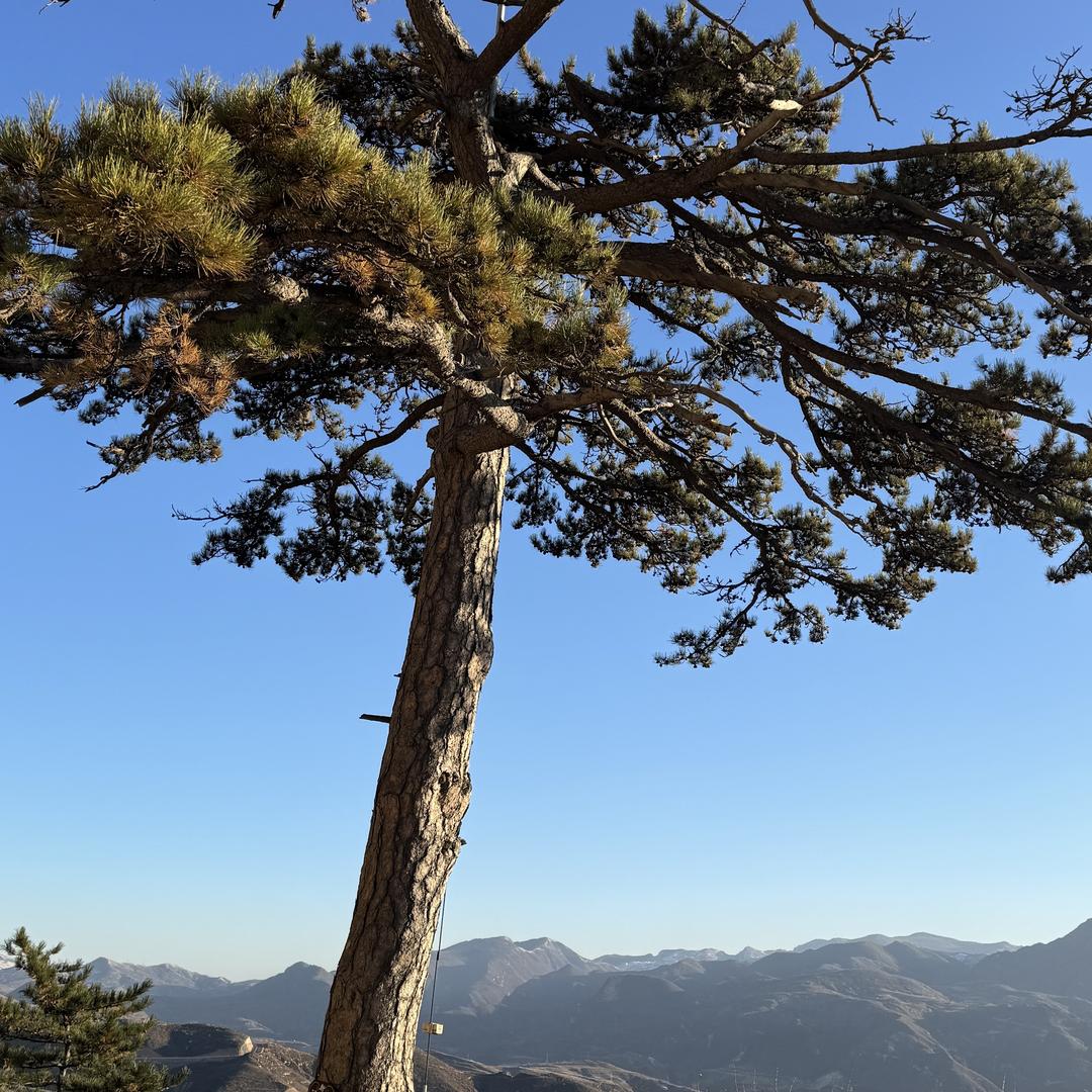 竹灿轩玉竹手把件