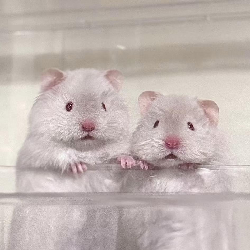 胖胖金丝熊甄选