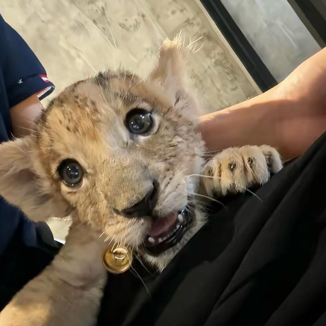 🐾