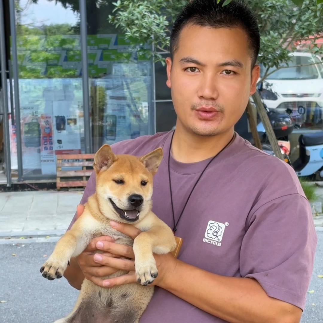 广西田园犬（东壹公司）兵