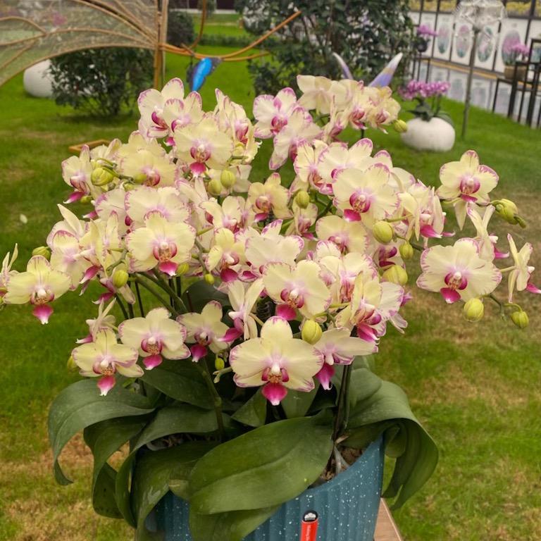潘大小姐卖兰花