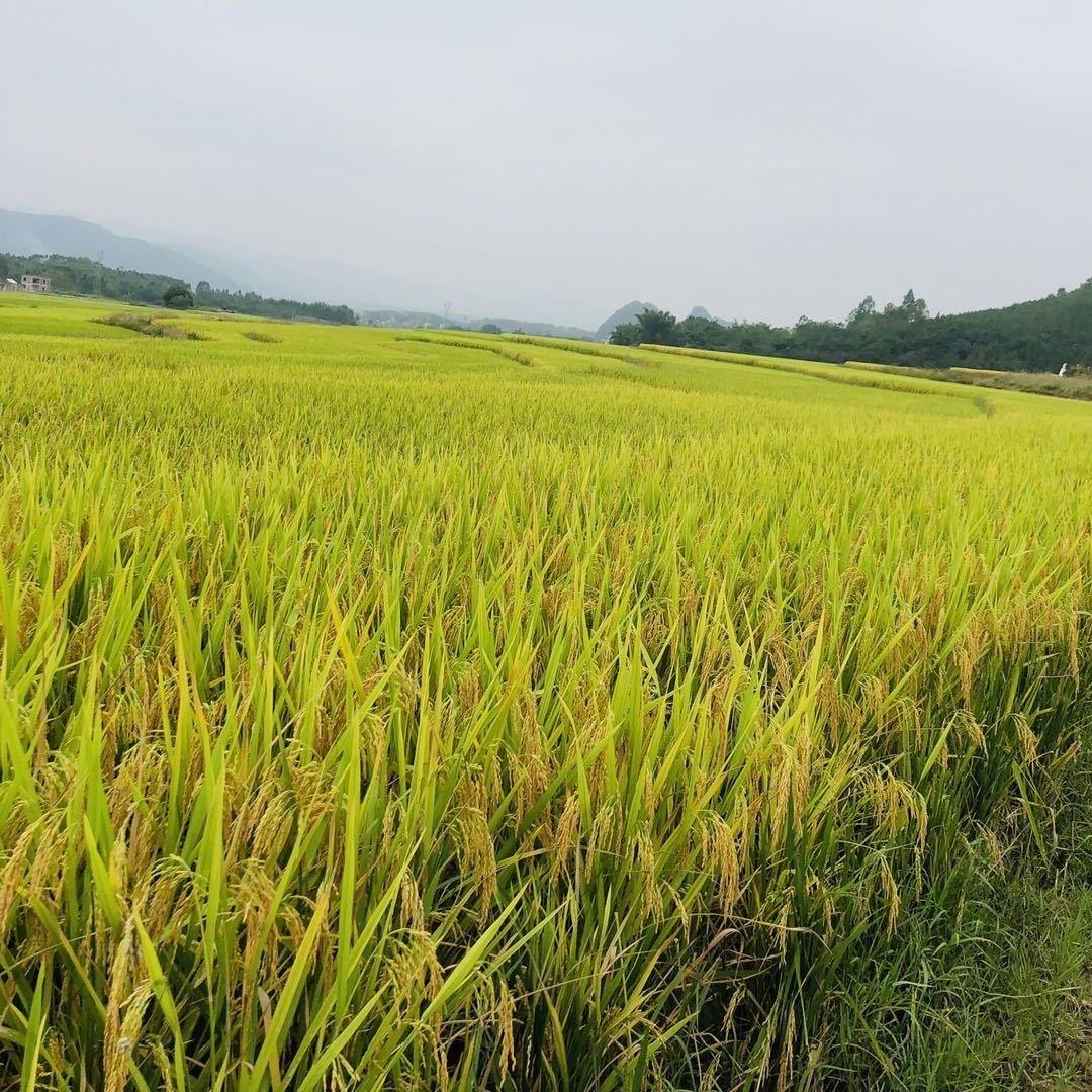 财神常驻ꦼꦂ ྀི