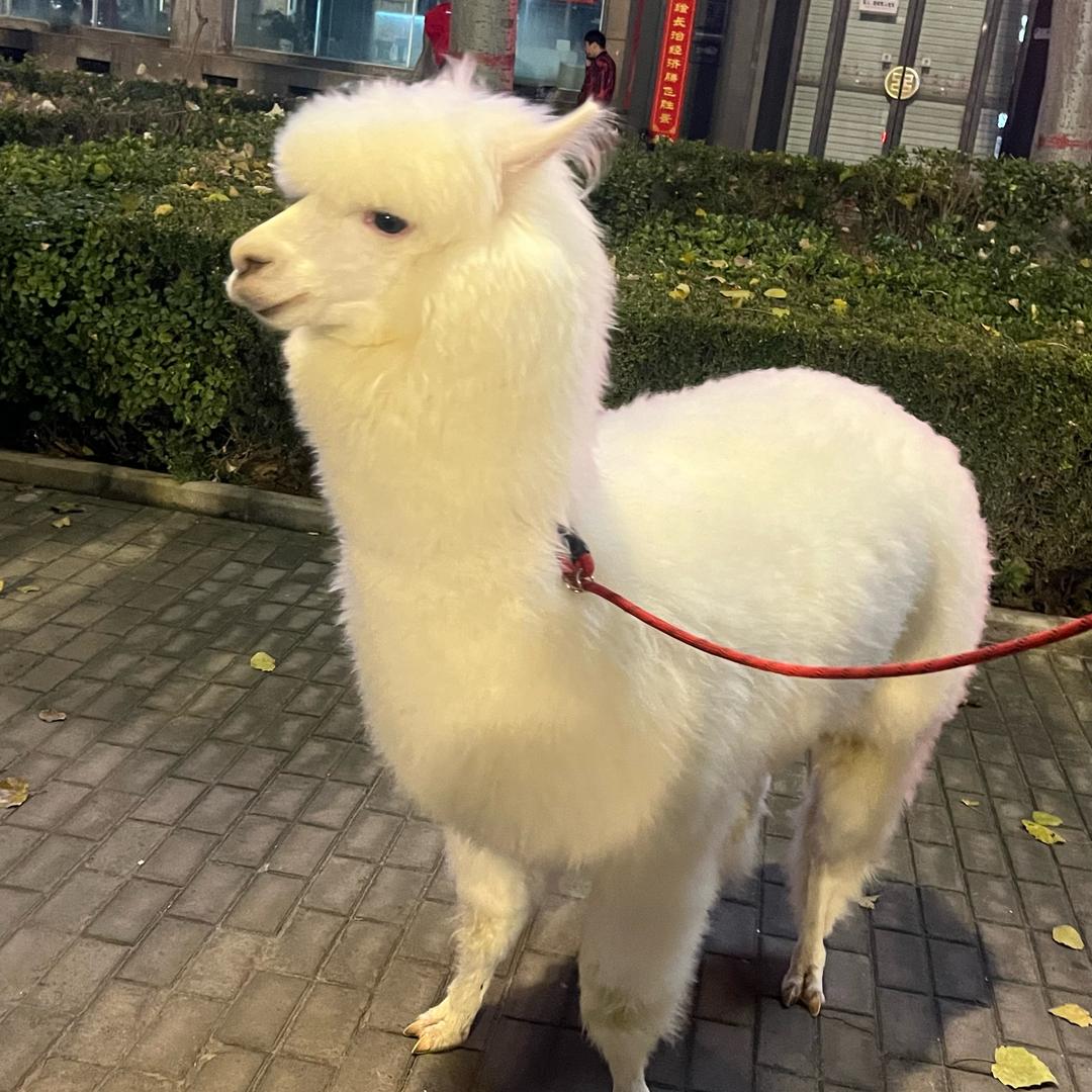 失眠夜-