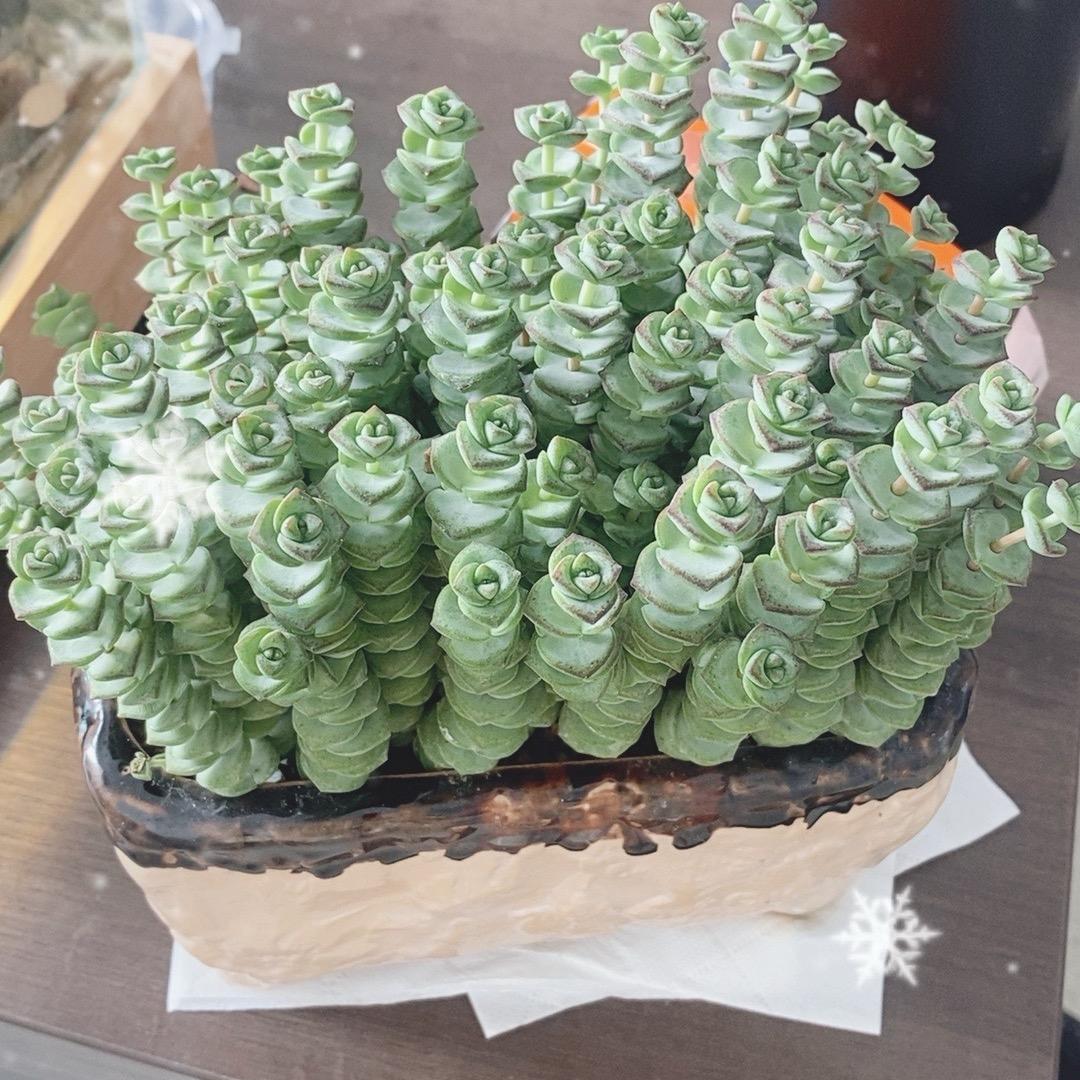 鑫乐农植保高晓娜