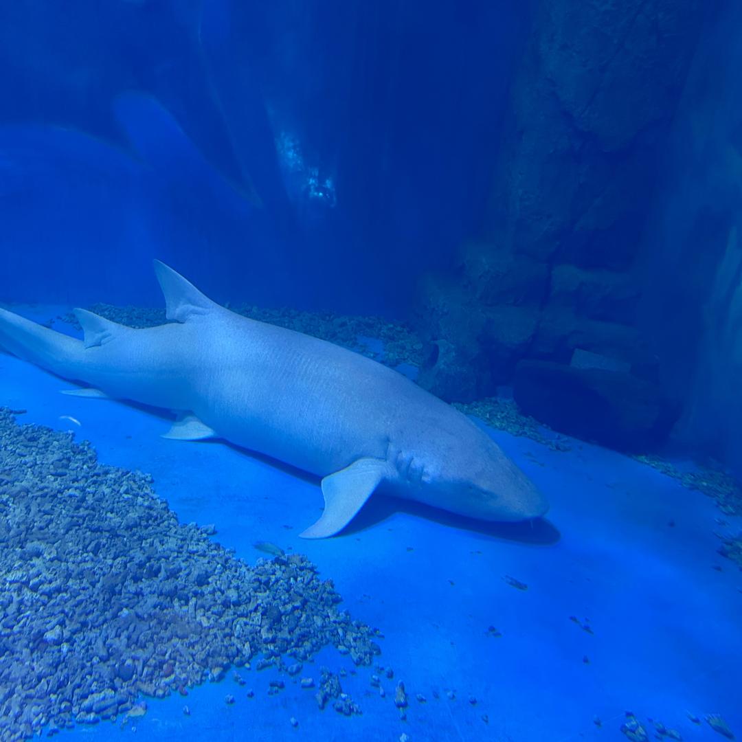 栀栀(⑉°з°)-♡