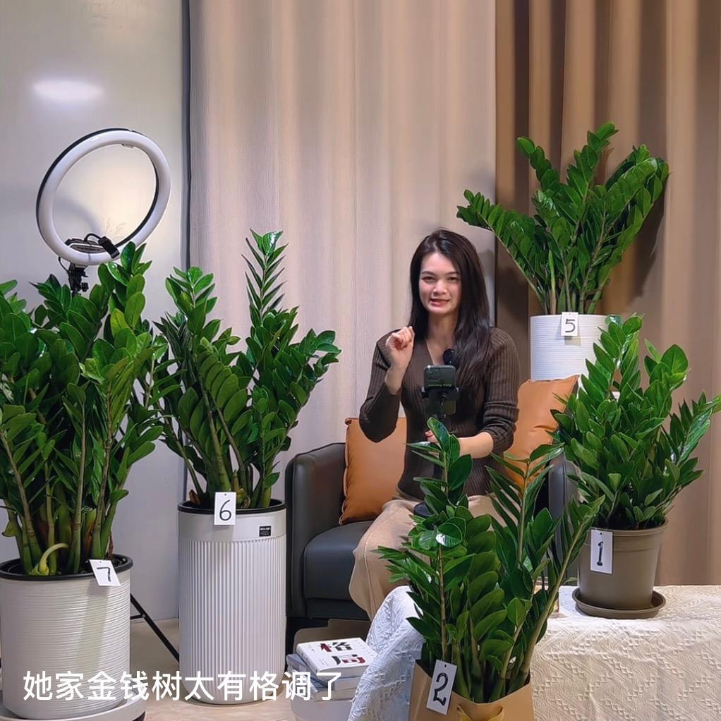 金源绿植