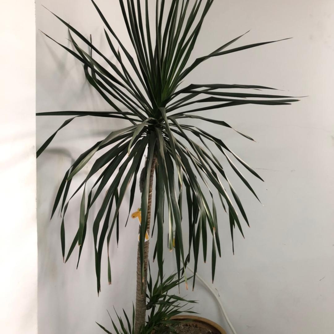 荔枝味啤酒