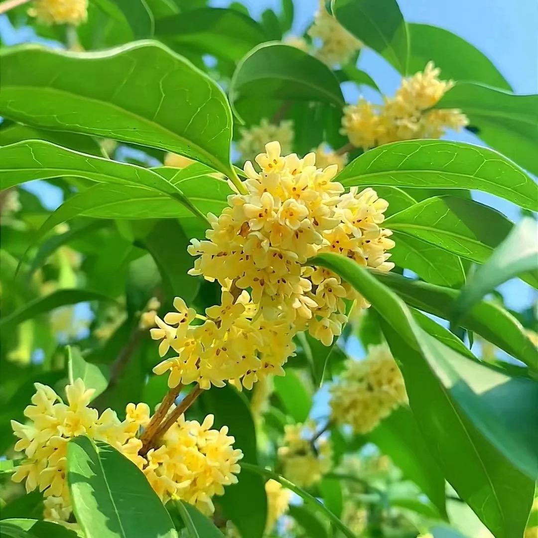 ღ᭄好運ꫛ加滿