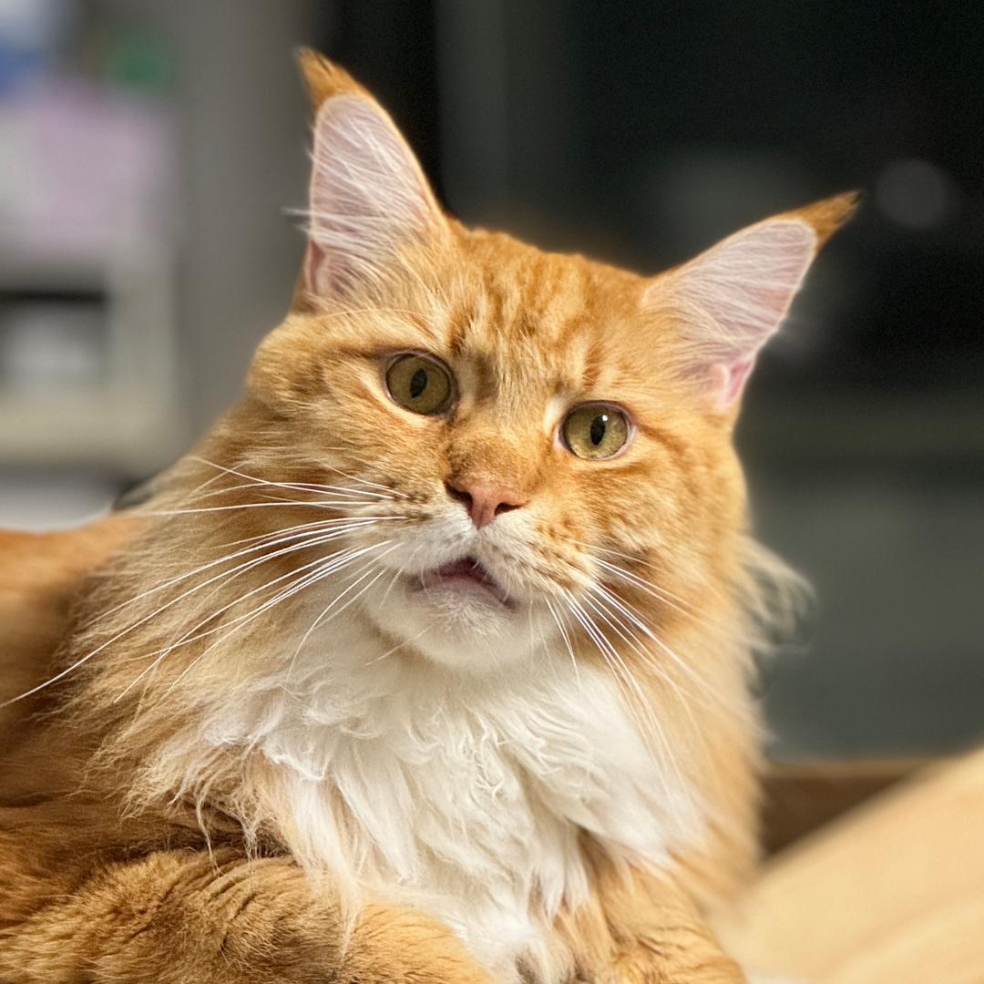 麻宝是头缅因猫