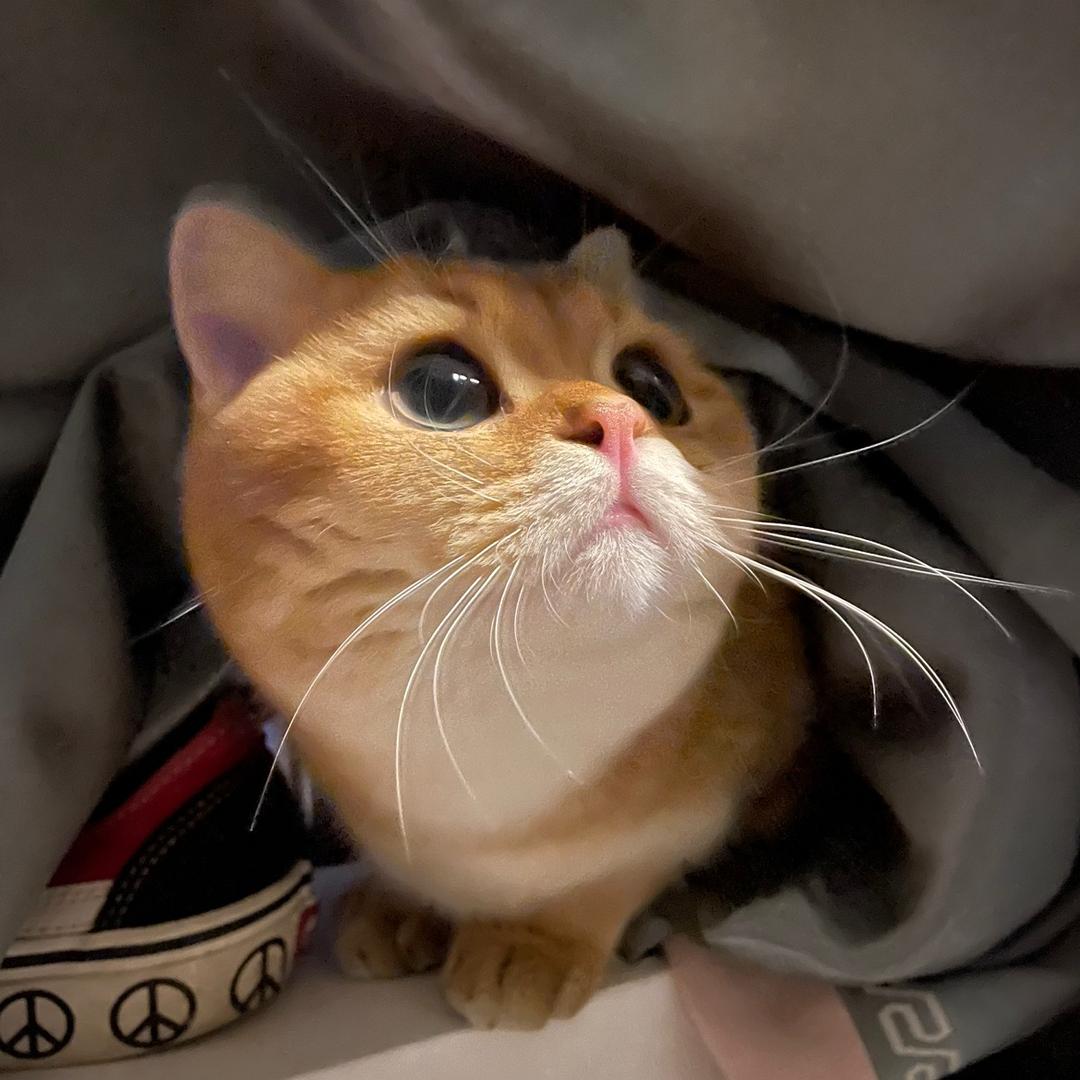 哈里路✌️
