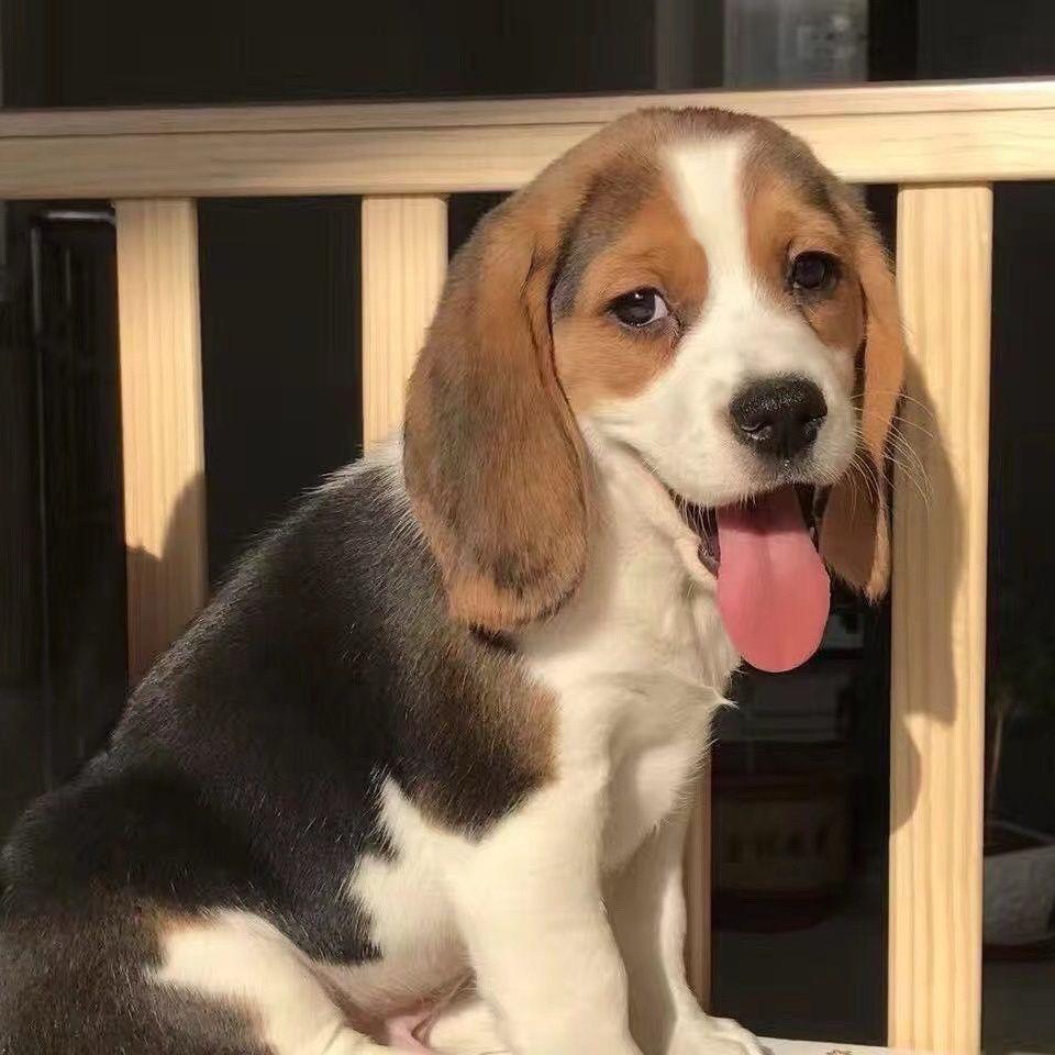 籰䵩