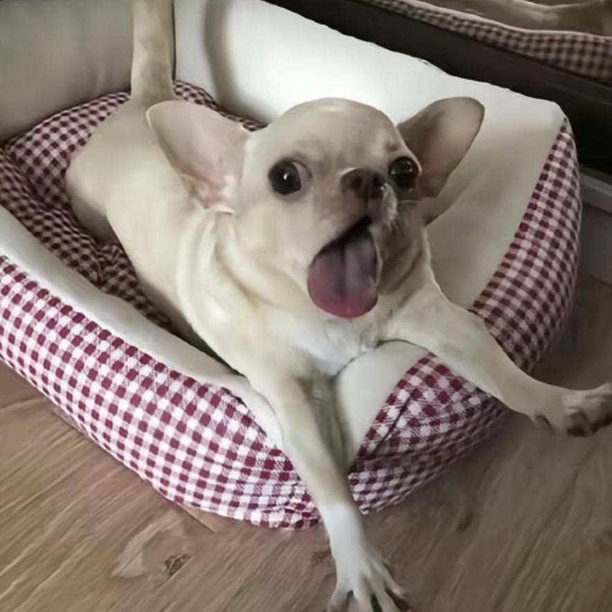 命硬学不来弯腰