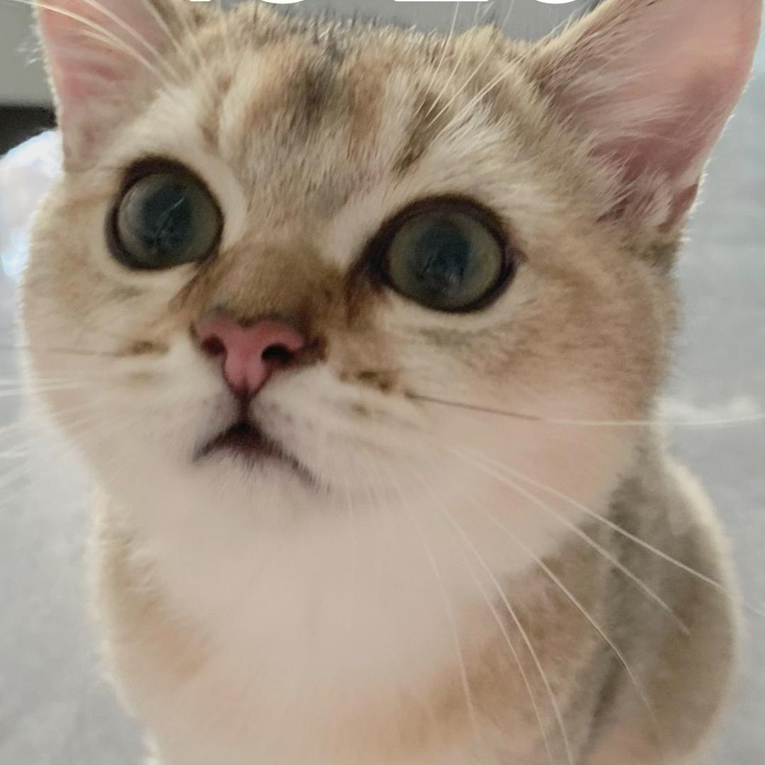 喵猫语翻译