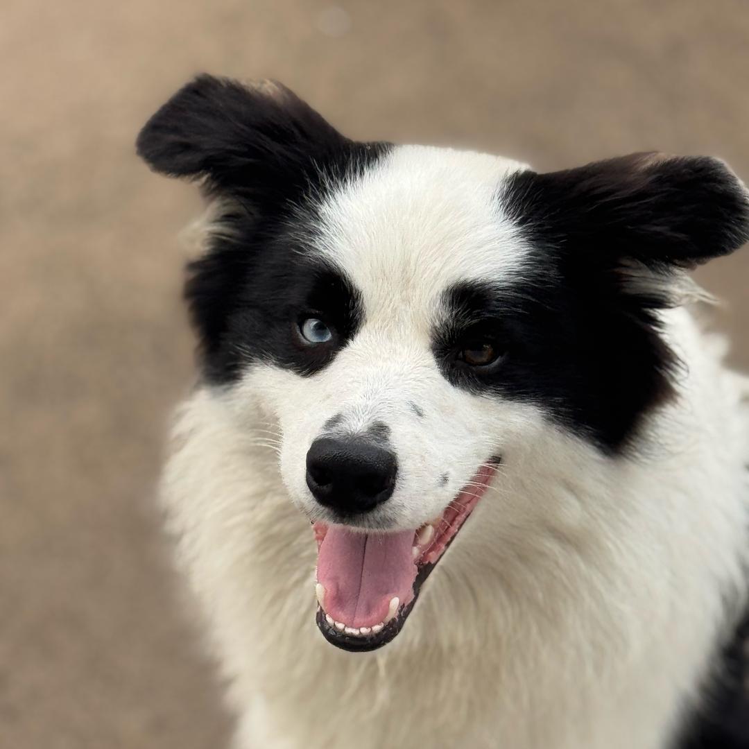 小小河蟹（游戏直播）