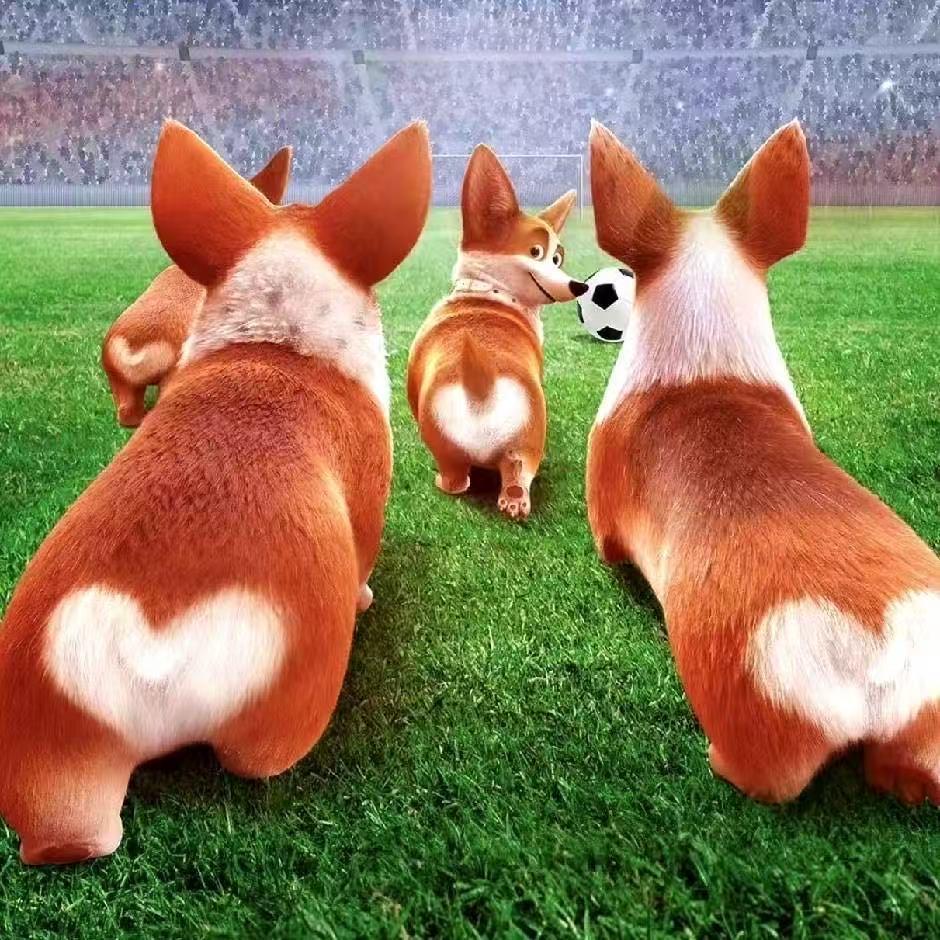 💗柯基小筑💗