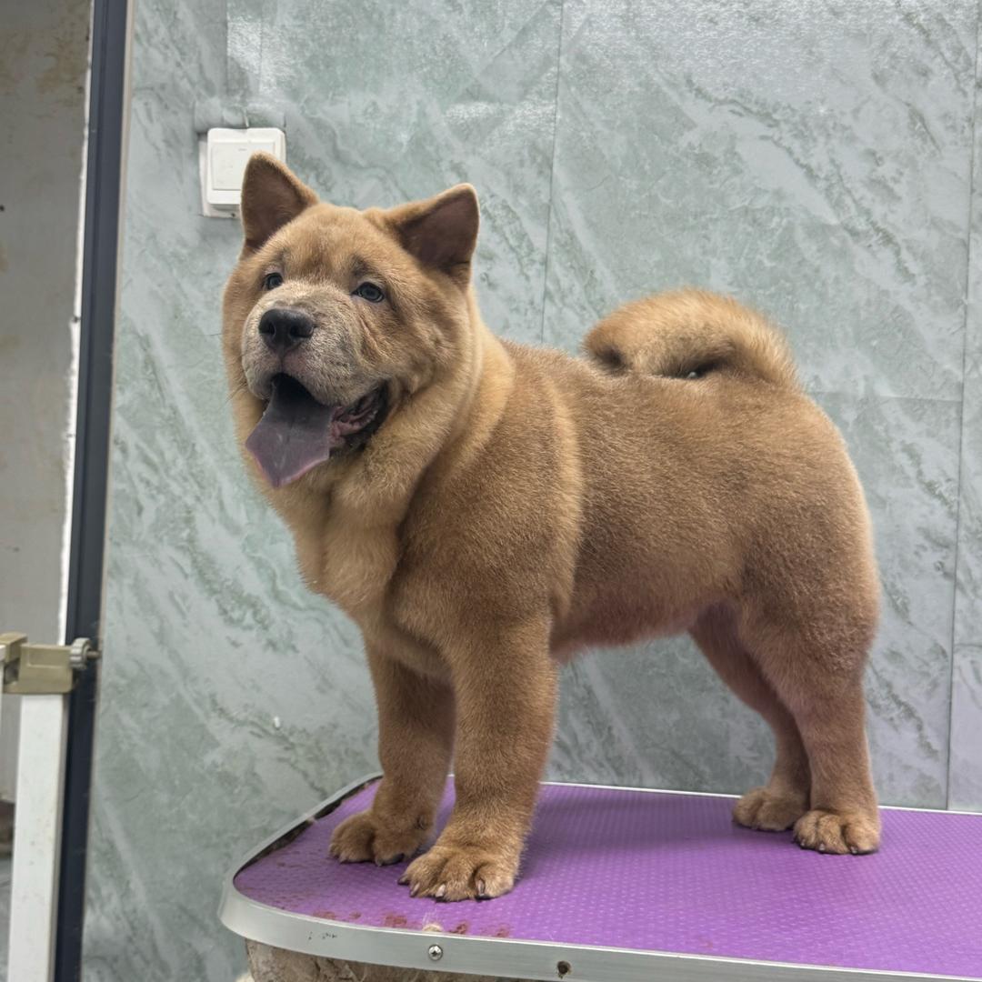 湘M  五黑犬五红犬  小志