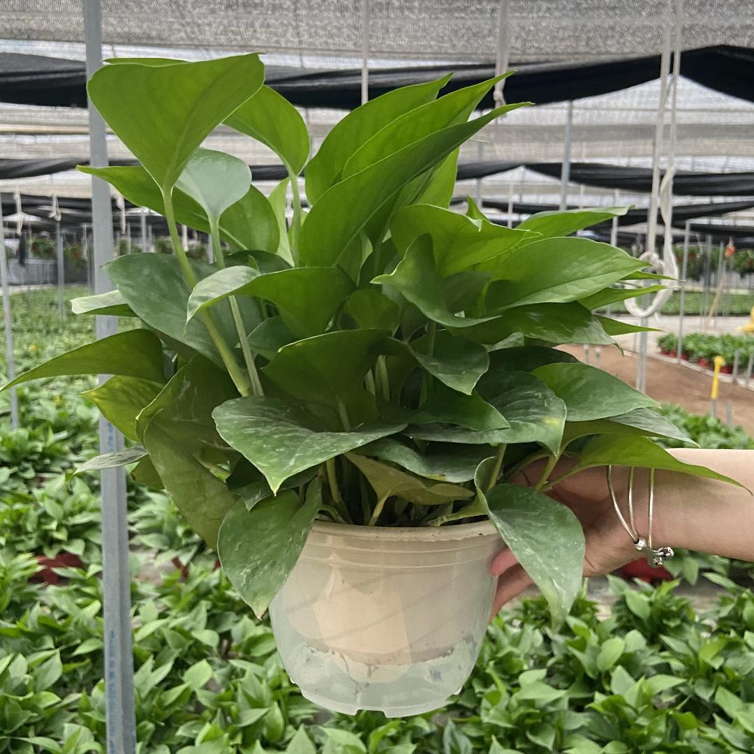 锦汇绿植园艺