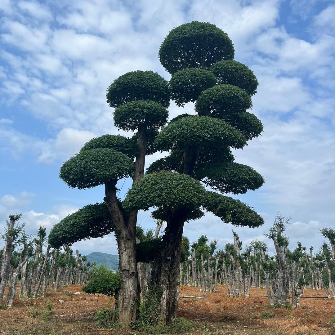 鼎丰对节白蜡