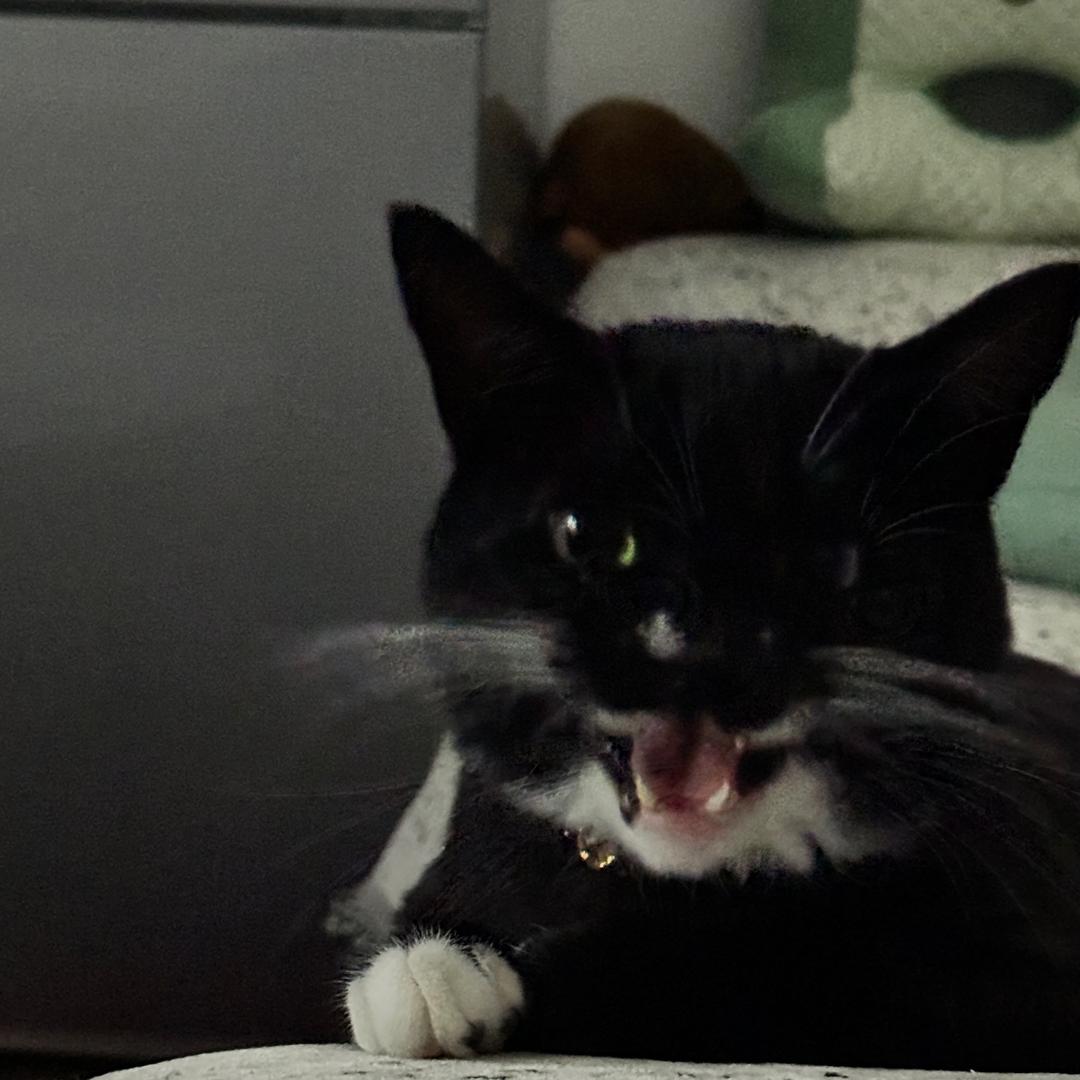 他猫的