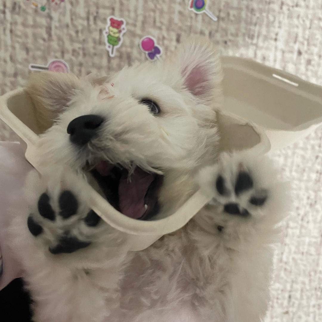 二秀今天把棒棒糖扔了吗