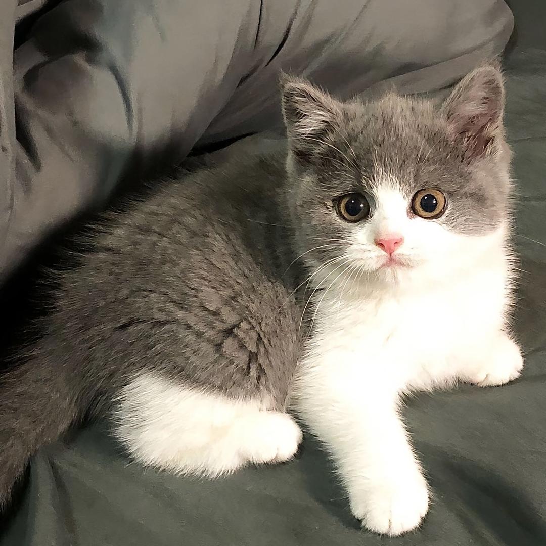 杭宠批发小助理（关注👀猫