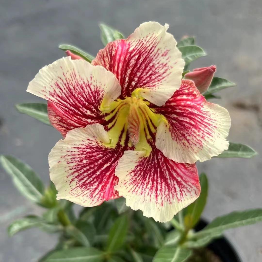 花房老baby花卉