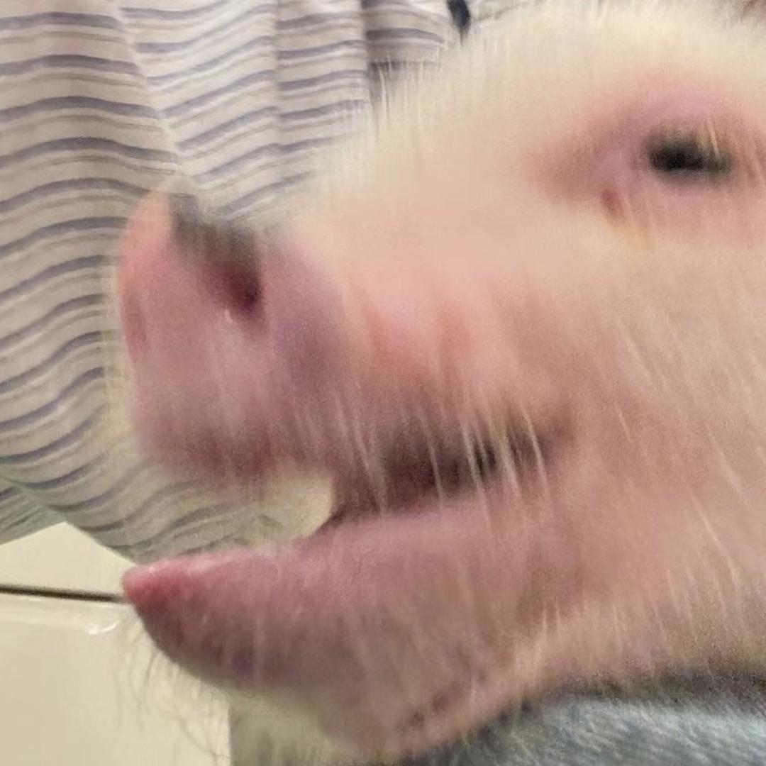 不是神经蛙12138