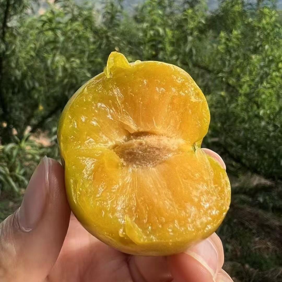 老表山货特产零售店