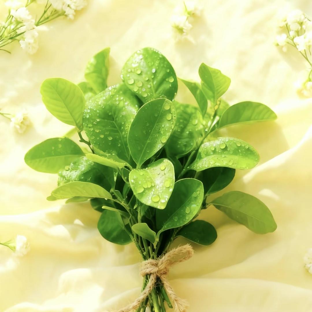 内在美（橱窗营业中）