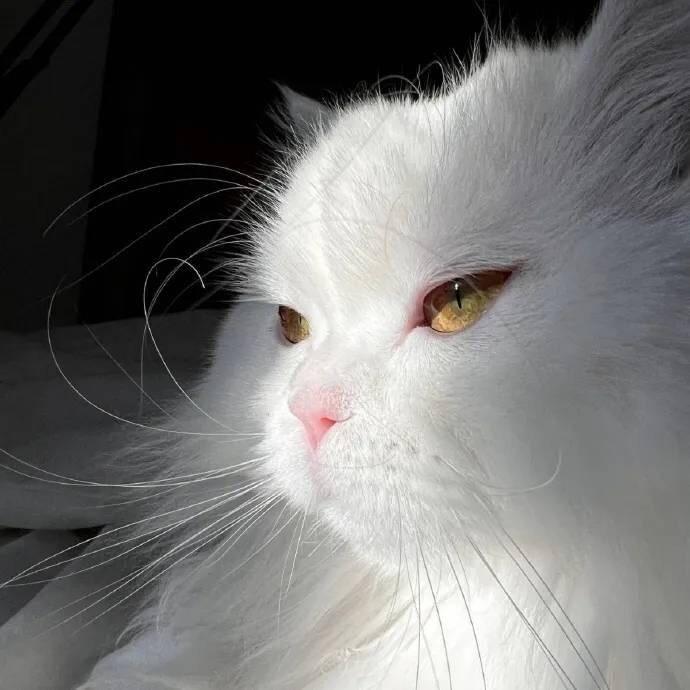 深圳租房猫🐱