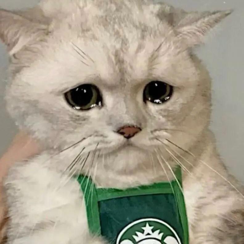 苦猫