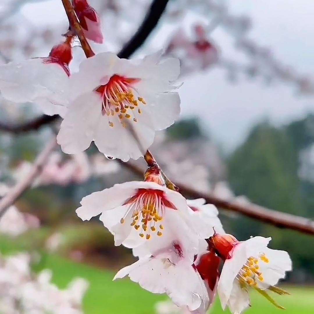 香水百合🌸@j@🌸