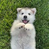 Puppy world