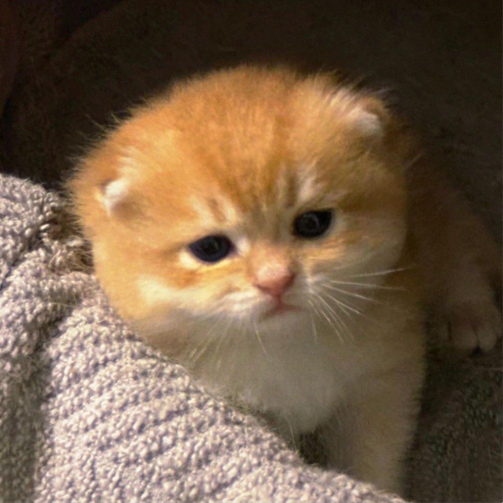 糊糊小猫