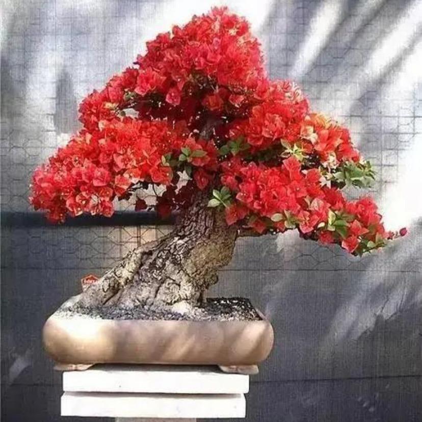 梅中缘