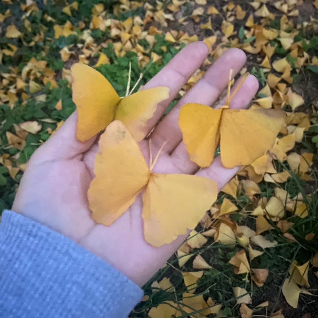 森林电商-代入驻