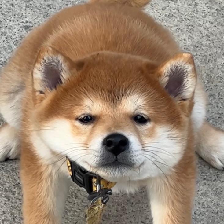 柴万三呀