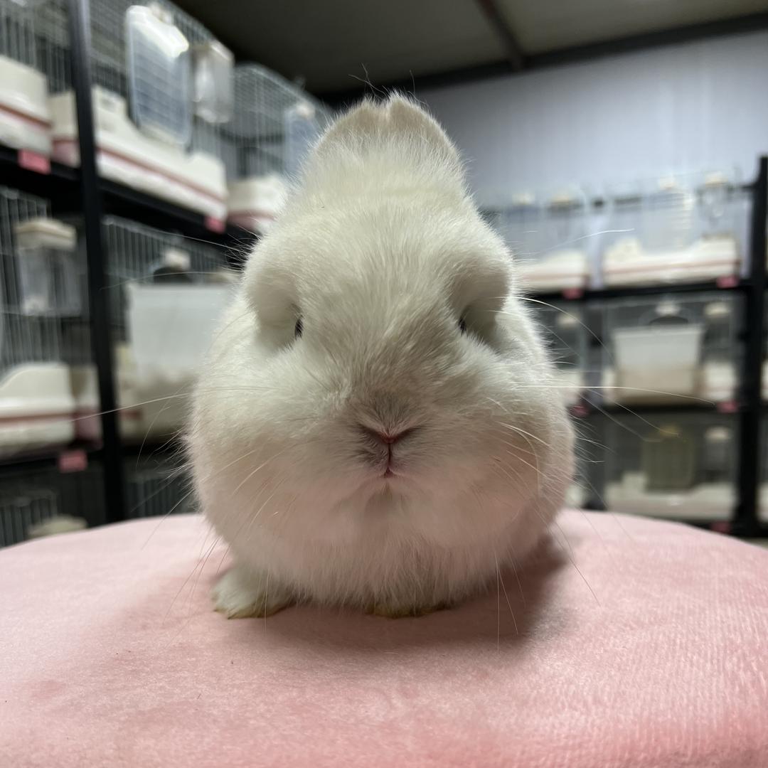 北京宠物兔繁育基地