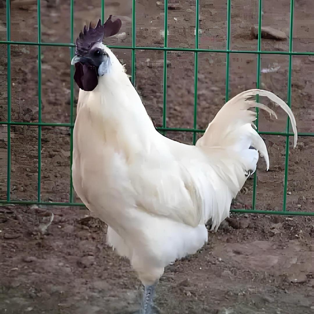 老小土鸡供应链