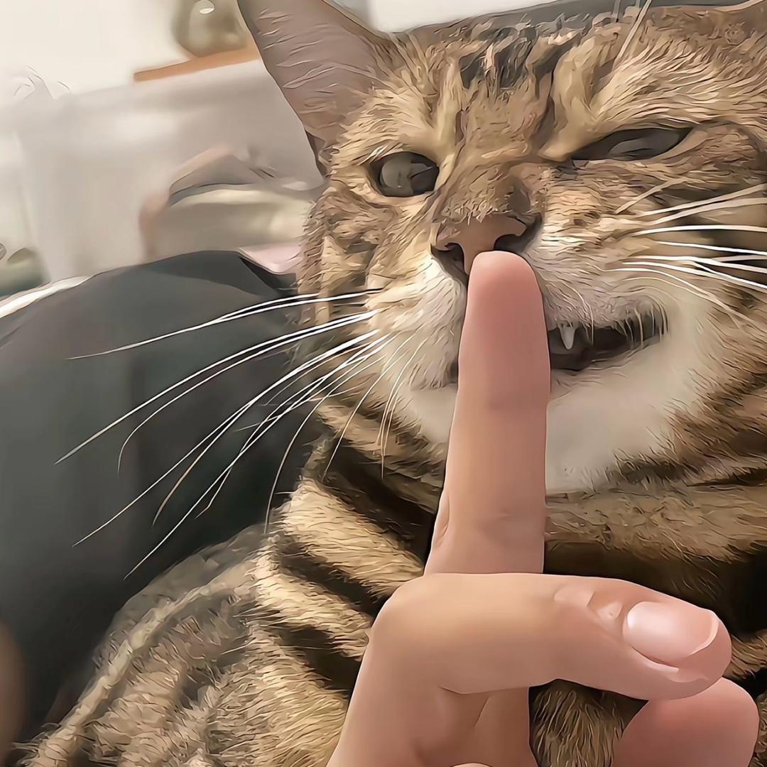 偷腥的猫